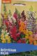 L�wenm�ulchen, niedrig lat.(Antirrhinum majus)
