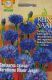 Kornblume Blauer Junge  (Centaurea cyanus)