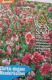 Mandelr�schen (Clarkia elegans)