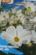 Schmuckk�rbchen wei� (Cosmos bipinnatus var. alba)