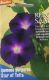 Star of Yelta (Ipomoea purpurea)