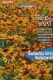 Sonnenhut Herbstwald (Rudbeckia hirta)