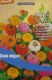 Zinnie, kleinbl�tige (Zinnia elegans)