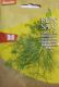 Dill