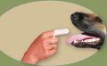 CHITODENT Fingerzahnb�rste f�r den Hund im 4er Pack Hundefinger