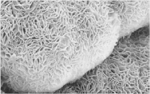 Mineralkomposit rein natürliche Minerale als lagerstabile Suspension wirkt als adaptogen biologisch wirksame Substanz auf Zähne,Zahnfleisch und Mundschleimhaut