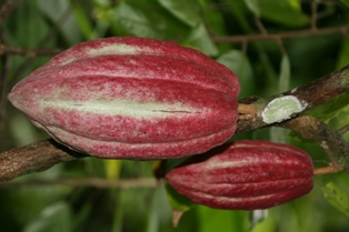 Bio Kakaobohnen Rohkostkakao Antioxidant
