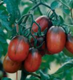 Biologisches Saatgut kbA Tomate BLACK CHERRY Lycopersicon esculentum Mill.